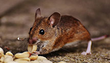 24 Hour & Emergency Exterminators in W Millgrove, OH